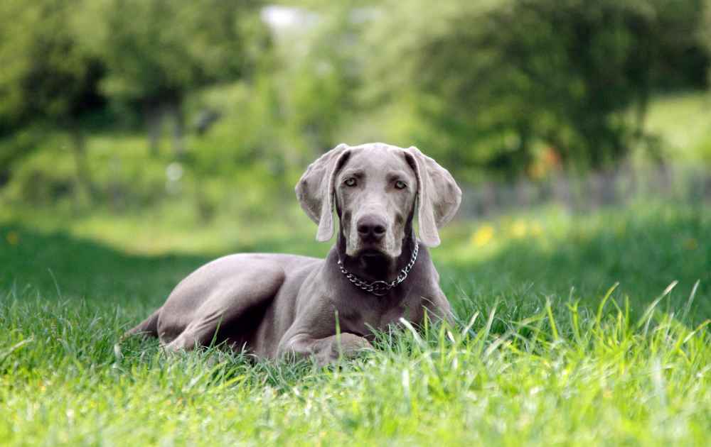 Weimaraner gråa hundar