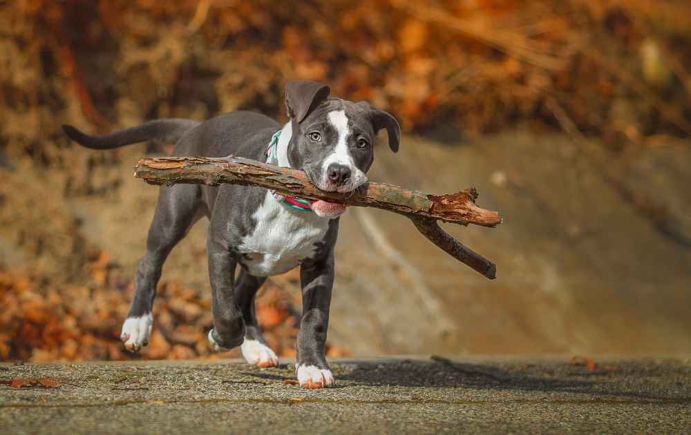 grå American Pitbull