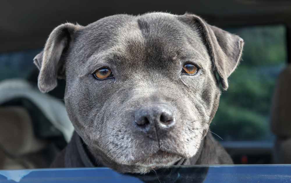 grå Staffordshire Bullterrier