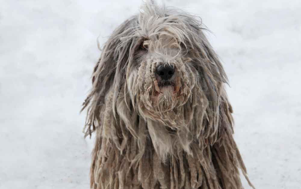 grå hund puli