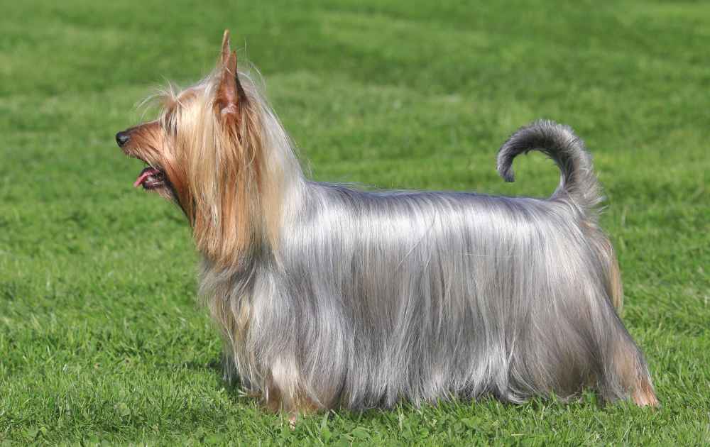 hund med grå päls Silky Terrier