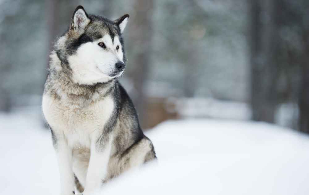 hund med grå päls