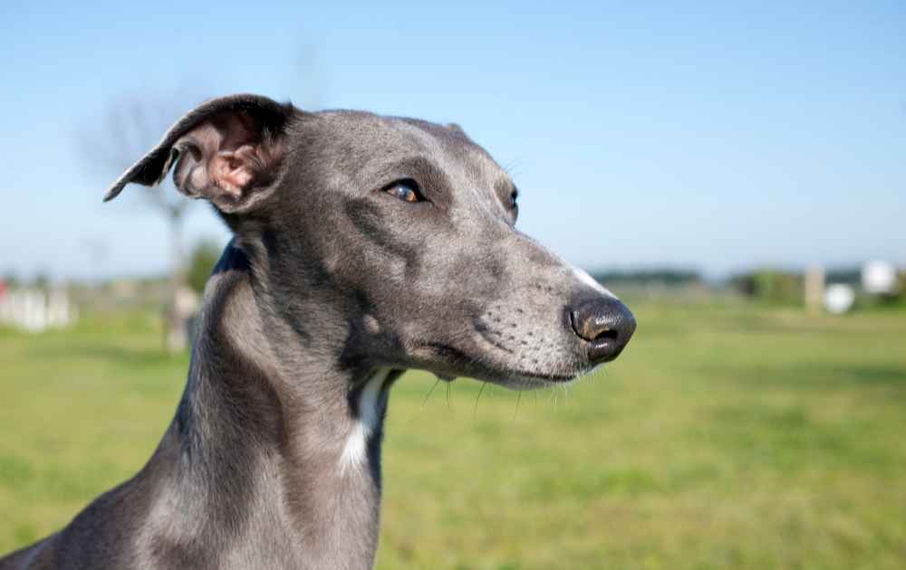 hundar med grå päls Whippet