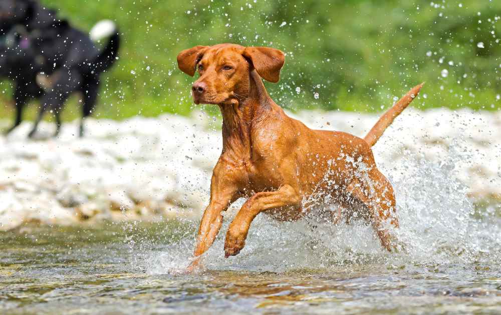 hundar med röd päls Vizsla