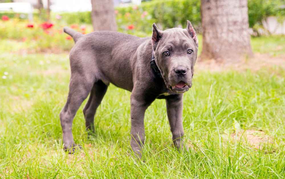 hundras med grå päls Cane Corso