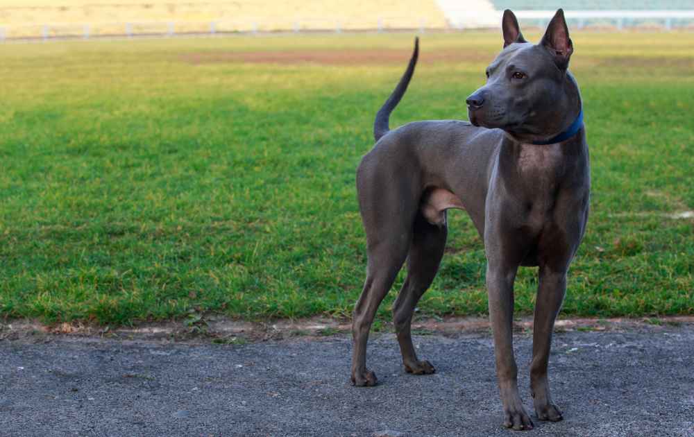 hundras med grå päls Thai Ridgeback