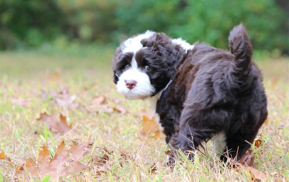 hundras portugisisk vattenhund