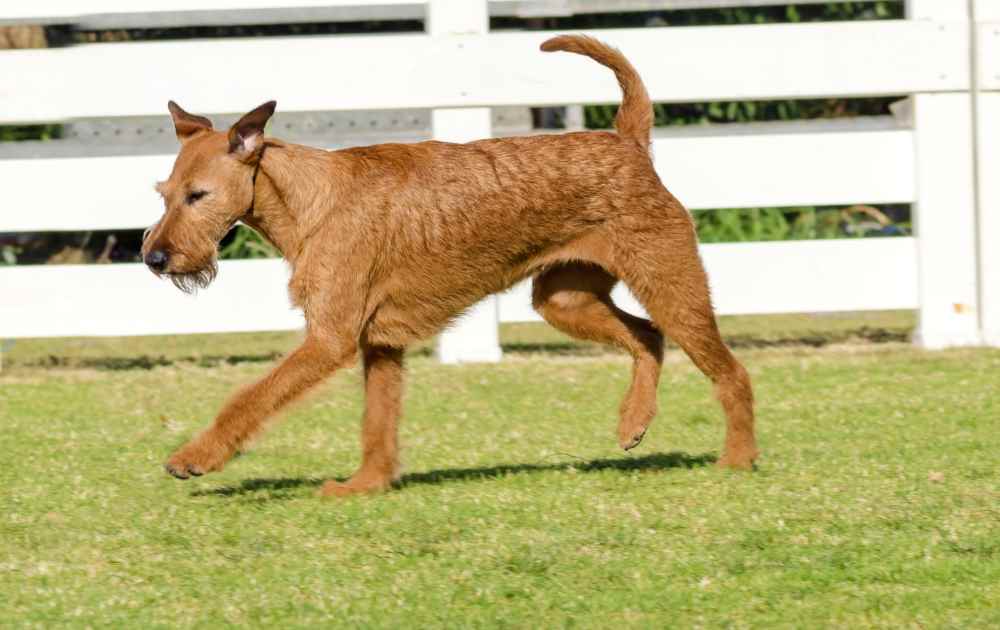 hundraser med röd päls Irländsk Terrier