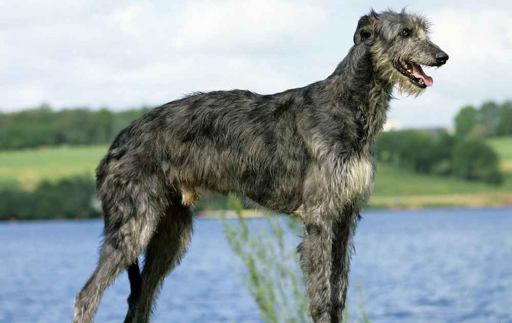 hundraser som har grå päls Skotsk Hjorthund