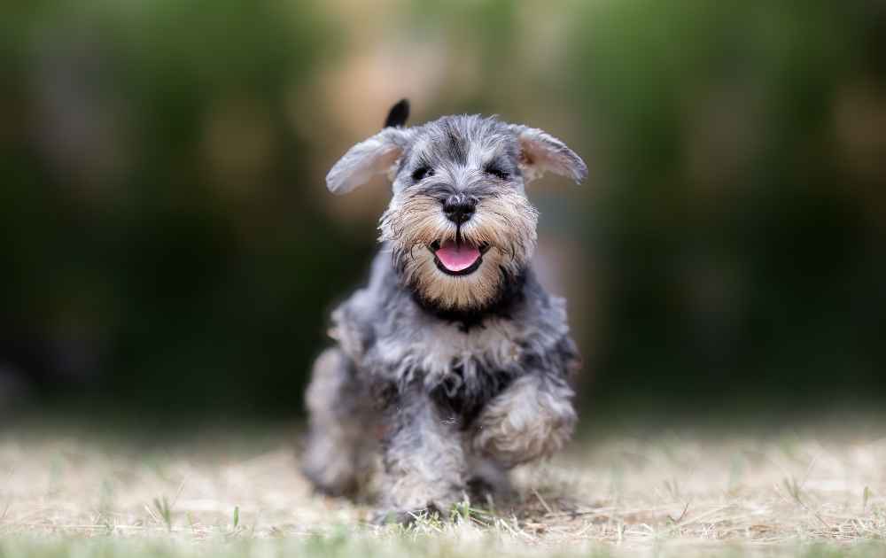 liten hund med grå päls Dvärgschnauzer