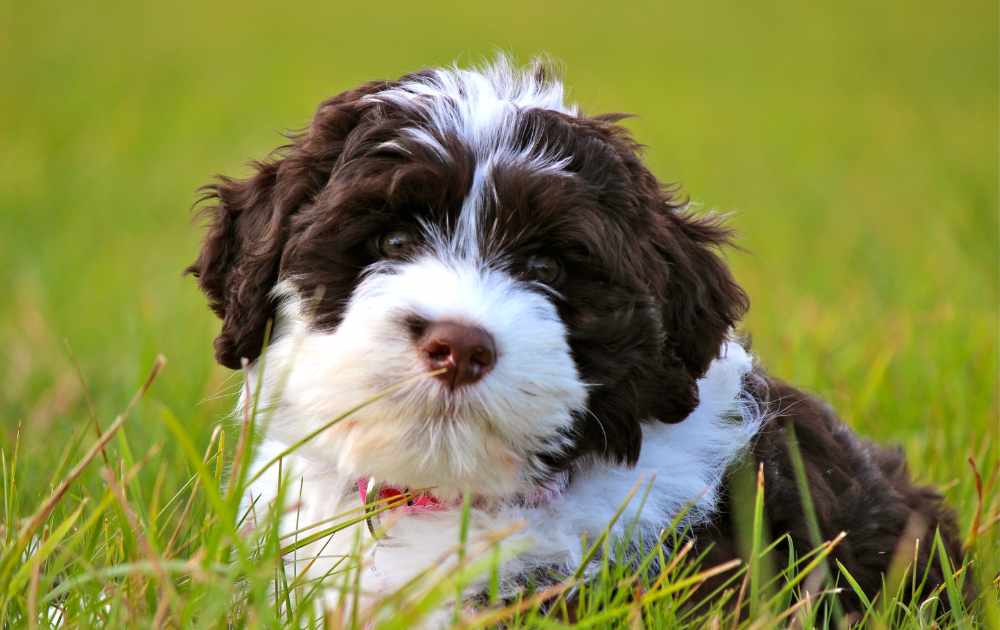 portugisik vattenhund valp