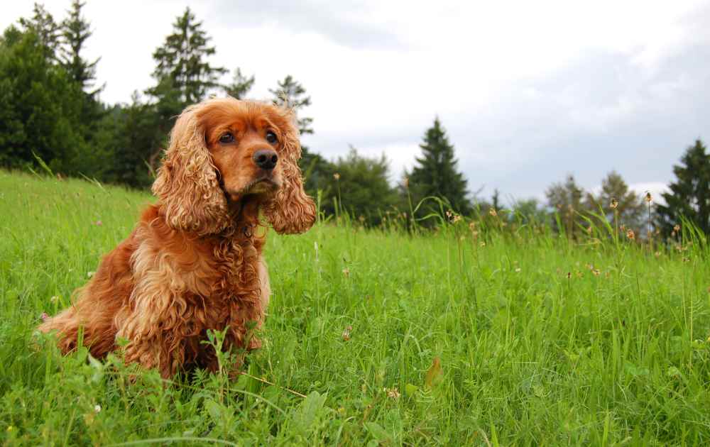 röd Cocker Spaniel