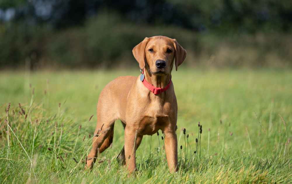 röd labrador