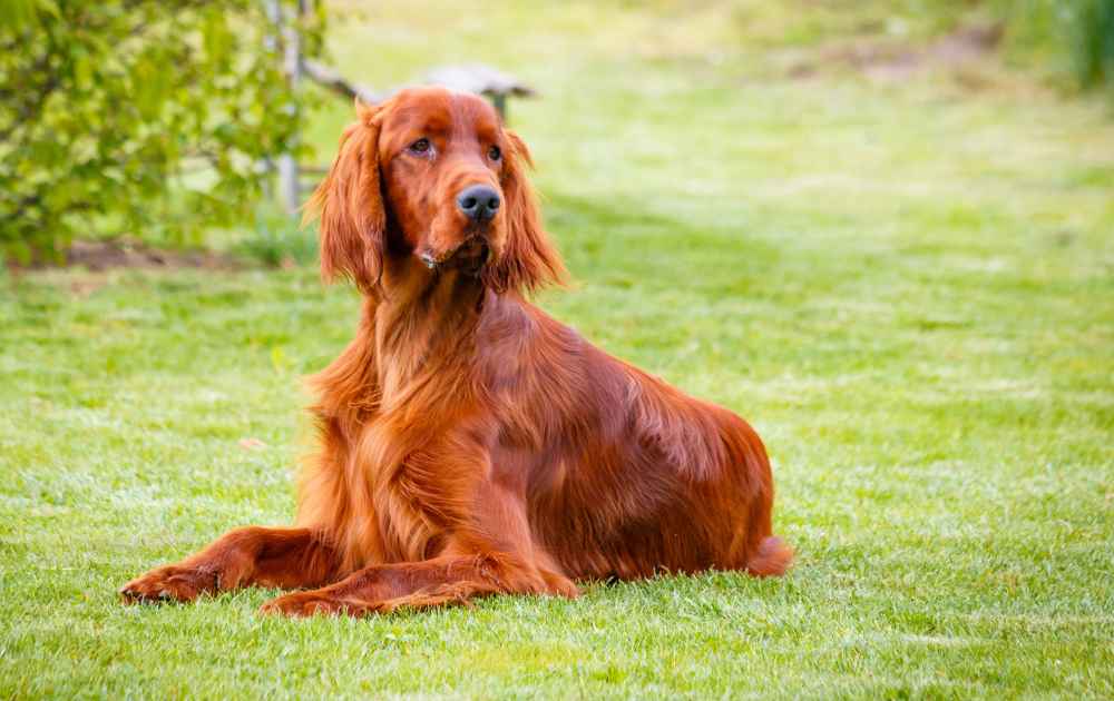 röda hundar Irländsk setter