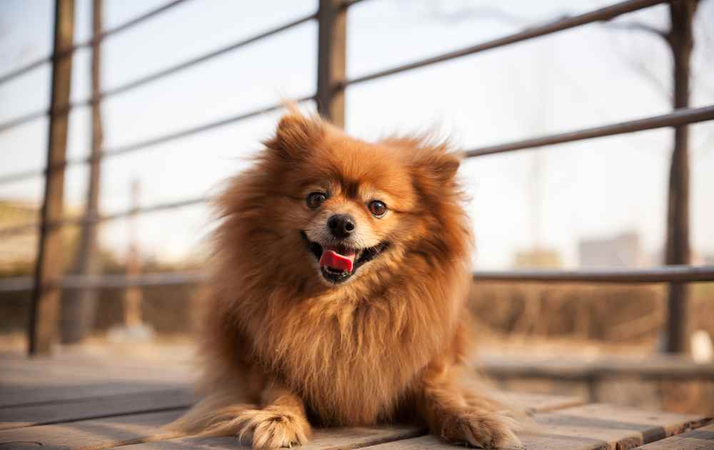 röda hundraser Pomeranian