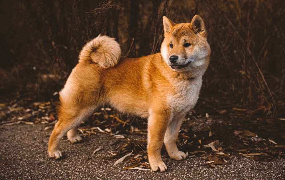 söt hund med röd päls Shiba Inu