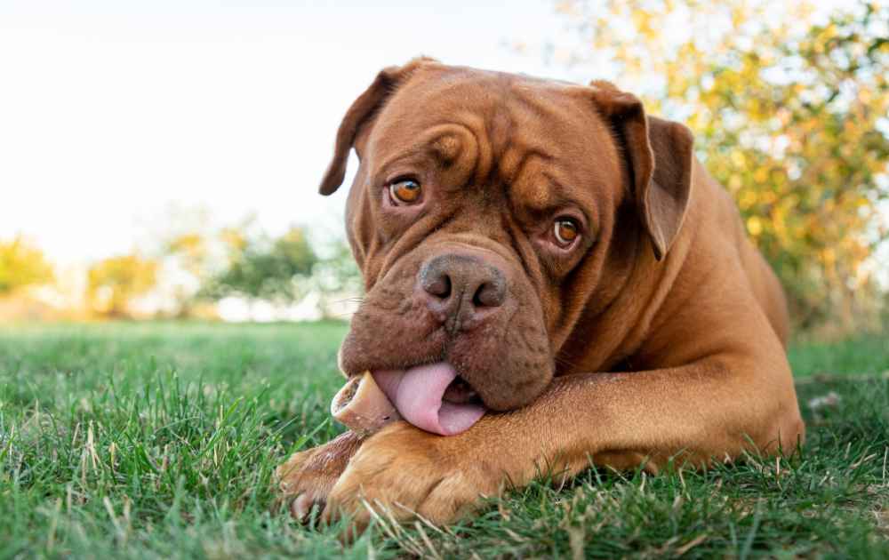 stor hundras med röd päls Dogue De Bordeaux