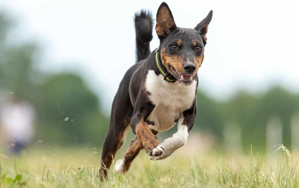 basenji leker