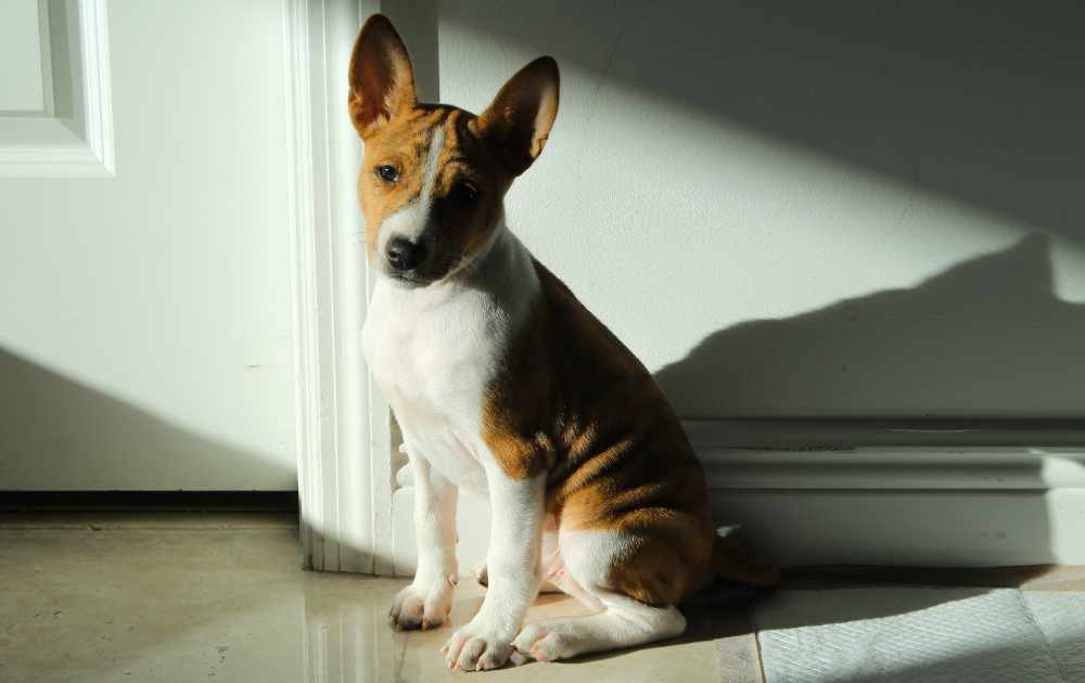 basenji valp