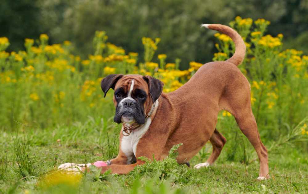 boxer hund