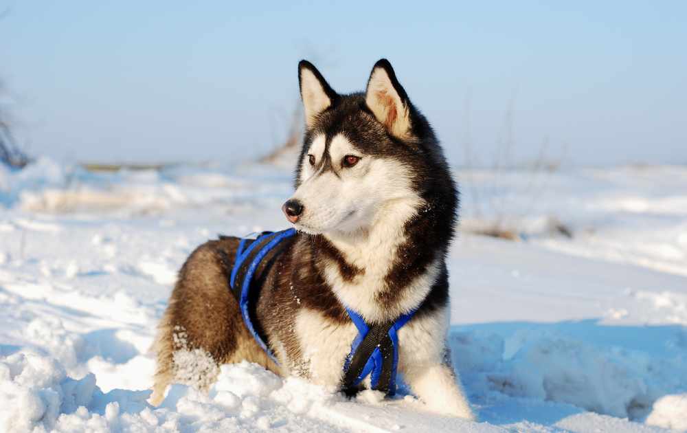 siberian husky i snön