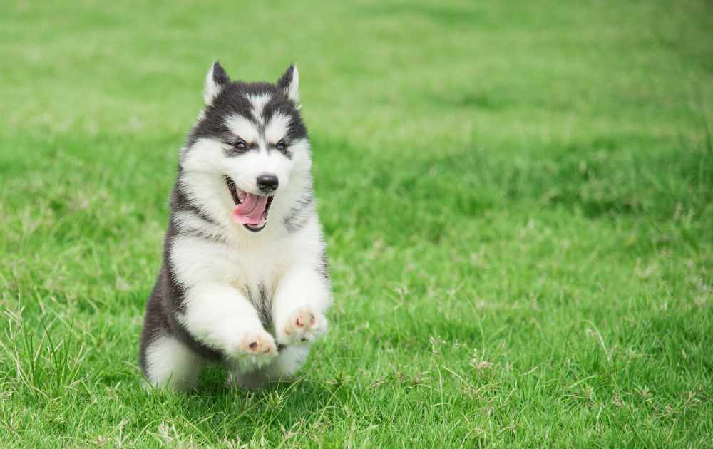 siberian husky valp leker