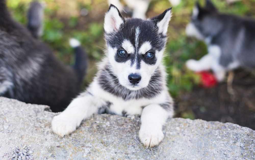 siberian husky valp