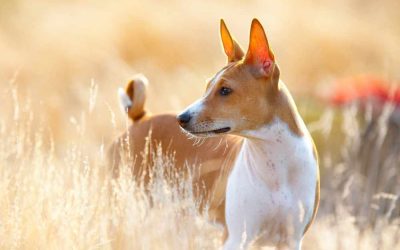 Basenji (Guide & fakta om hundrasen)