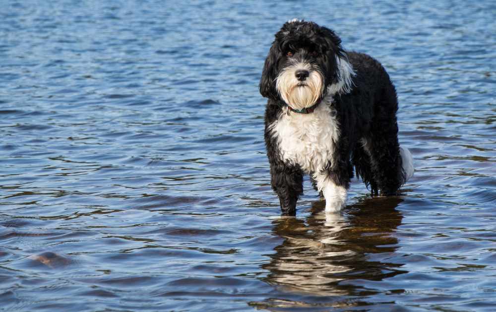 portugisisk vattenhund