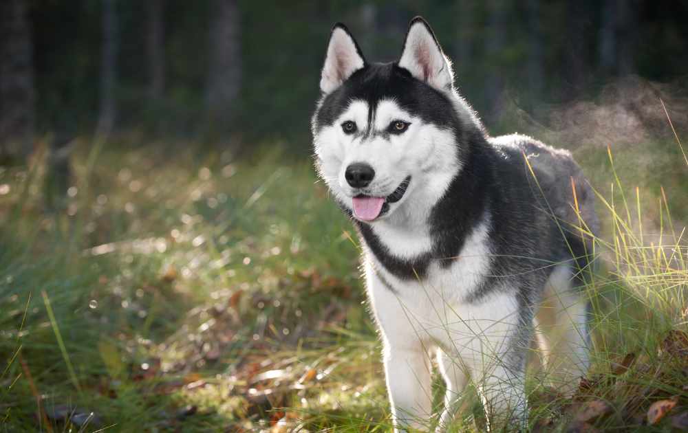 siberian husky hundras