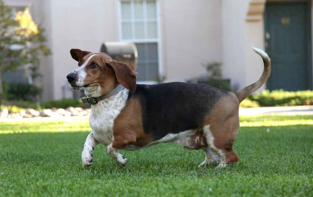 Basset hound korta ben