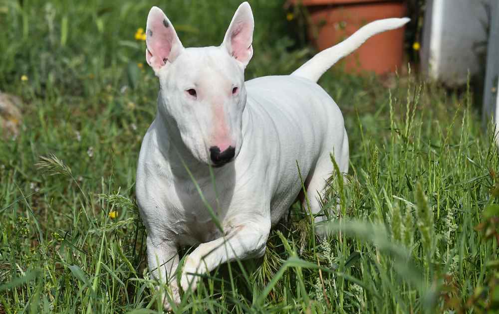 Bullterrier hund med lång nos