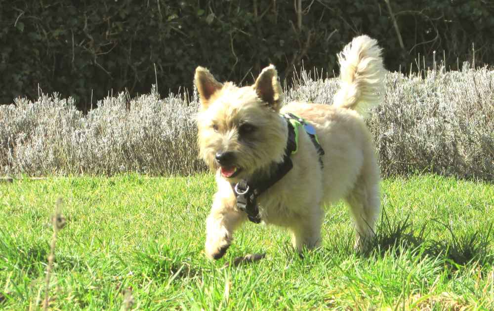 Cairnterrier hundras med korta ben