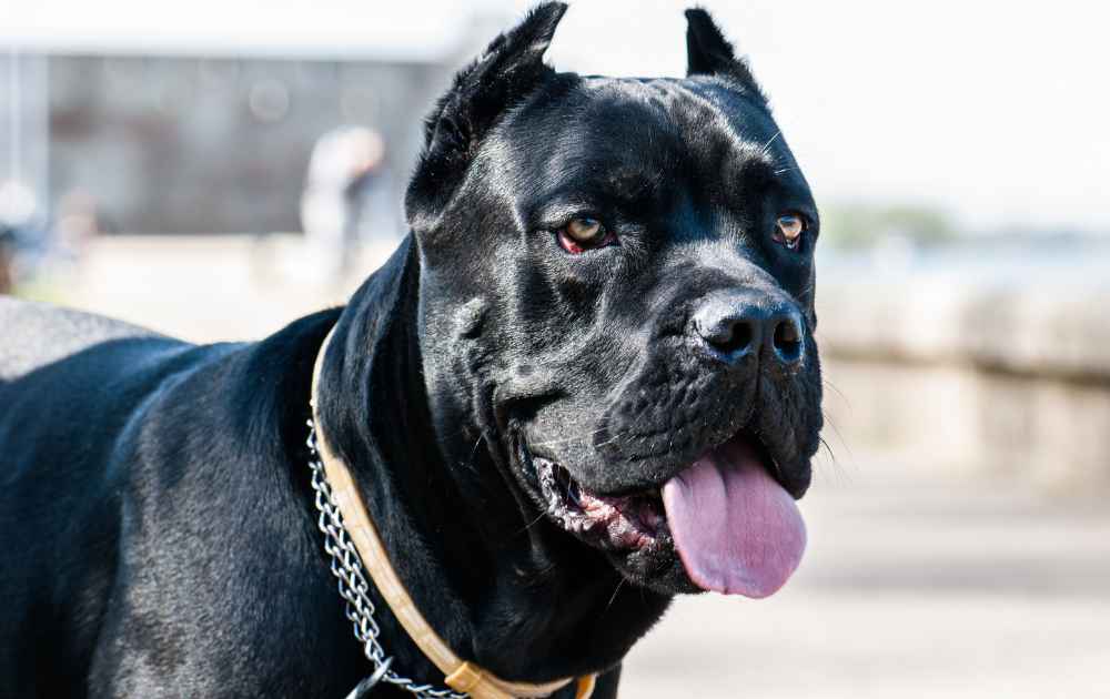 Cane corso betttstyrka