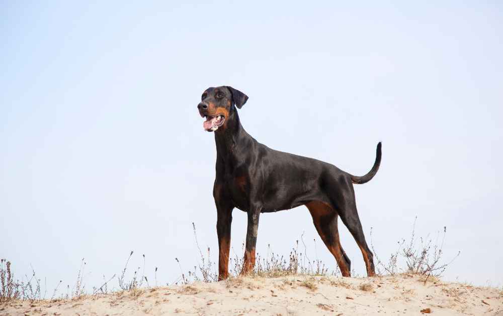 Dobermann hund med längre nos