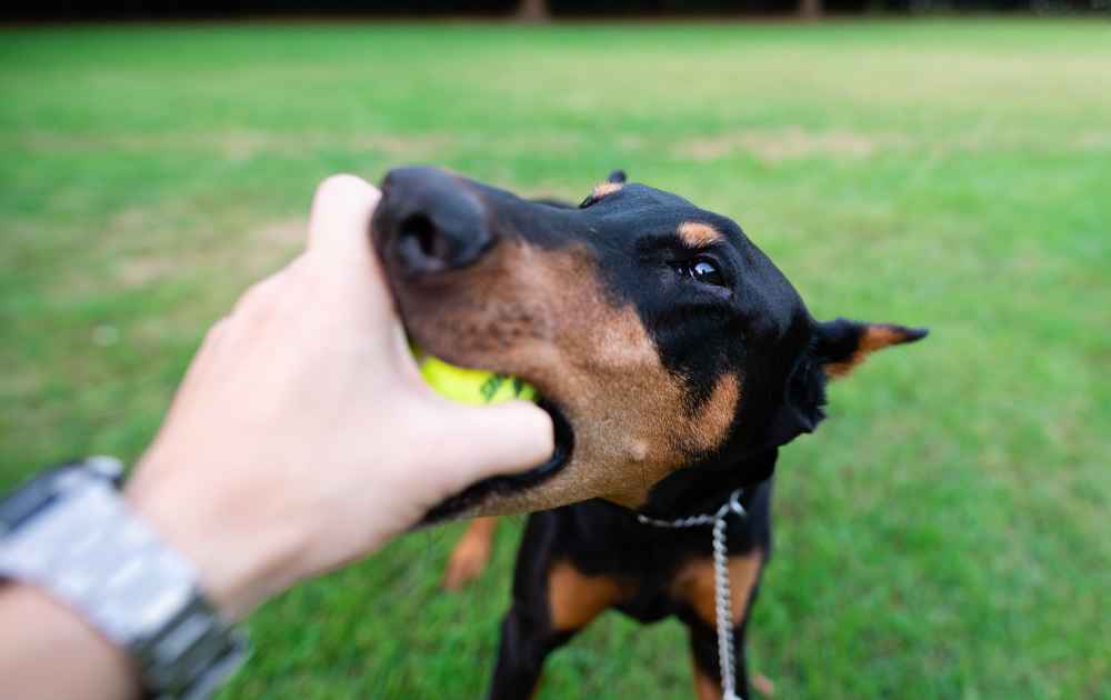 Dobermann