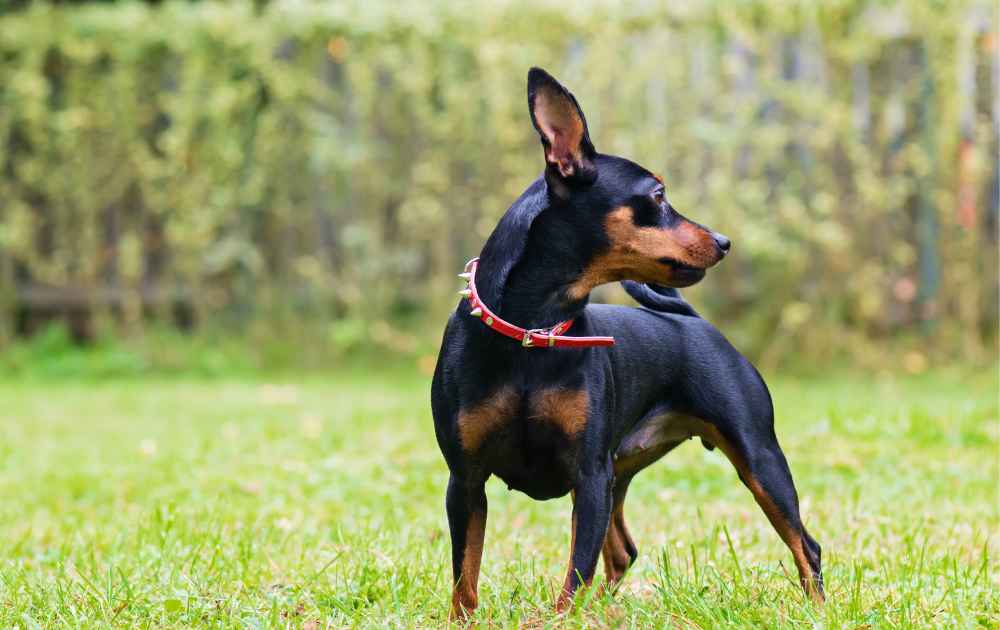 Dvärgpincher hund med kort päls