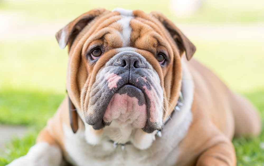 Engelsk bulldog hund med trubbig nos