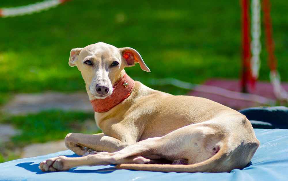 Italiensk vinthund hund med kort päls