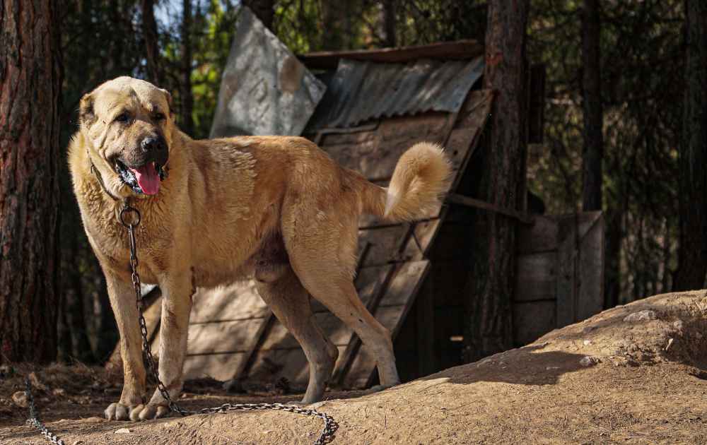 Kangal hund med starkt bett