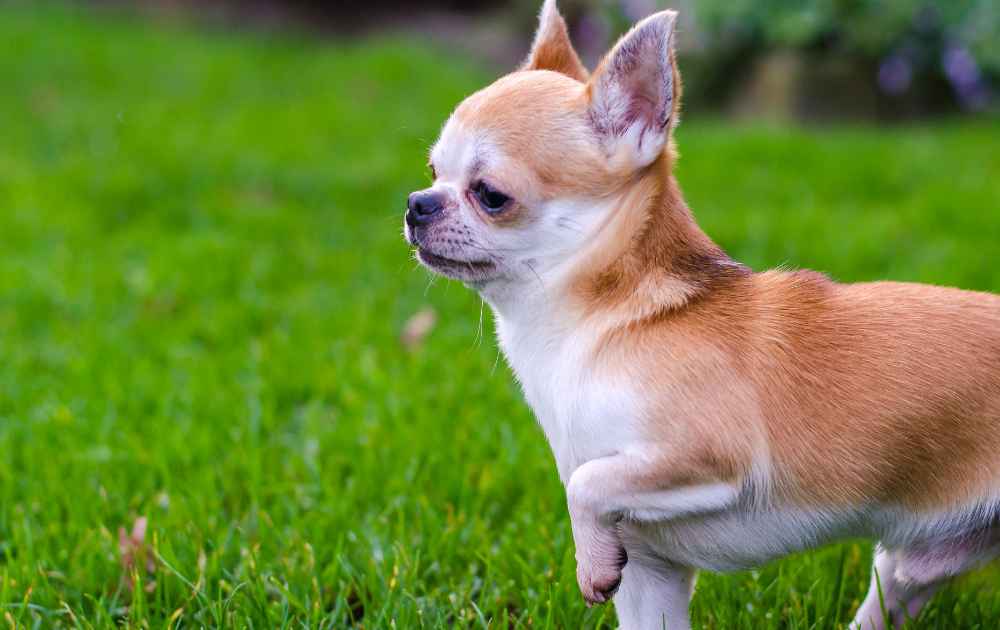 Korthårig chihuahua