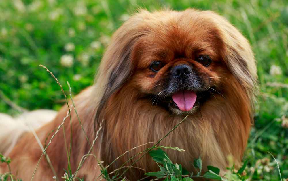 Pekingese hundras med trubbig nos