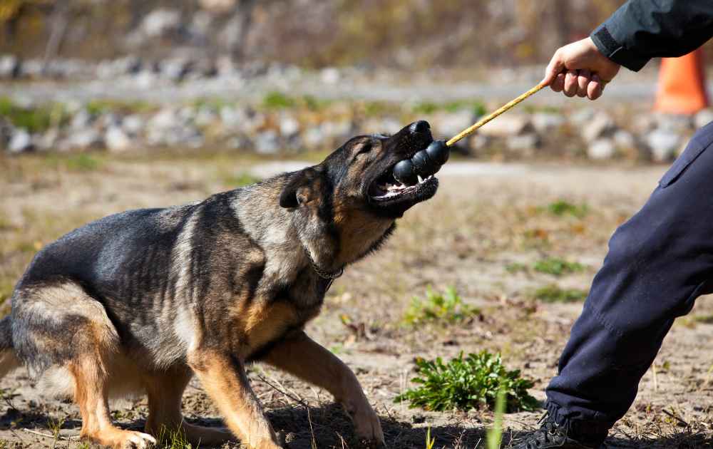 Schäfer hund med starkt bett