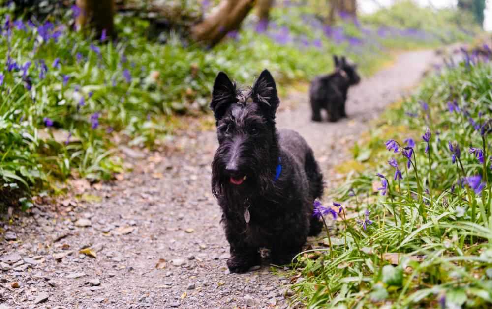 Skotsk terrier hund med korta ben