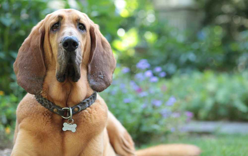 hund med lång nos Saluki