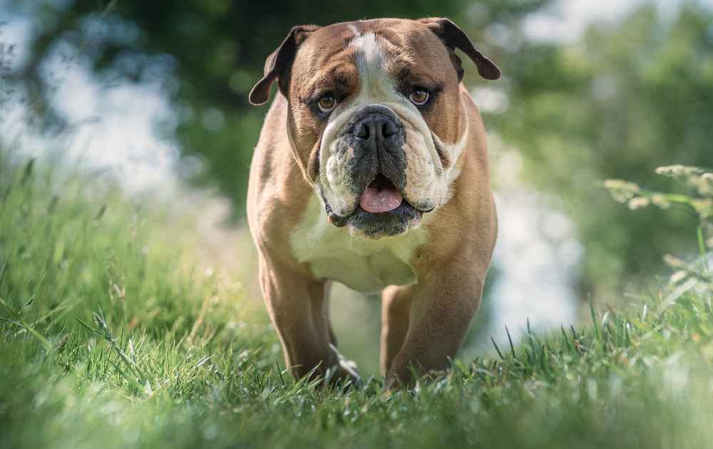 bulldog hund som har korta ben