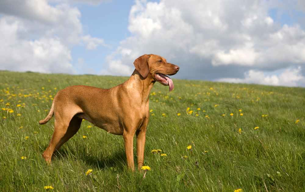 hund med kort och lättskött päls Vizsla