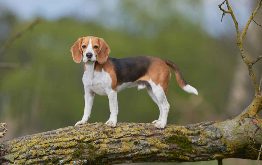 hund med kort päls Beagle