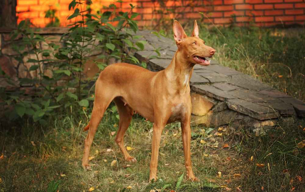 hund med lång nos Faraohund
