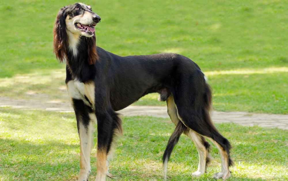 hund med lång nos Saluki